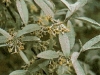 Elaeagnus Angustifolia